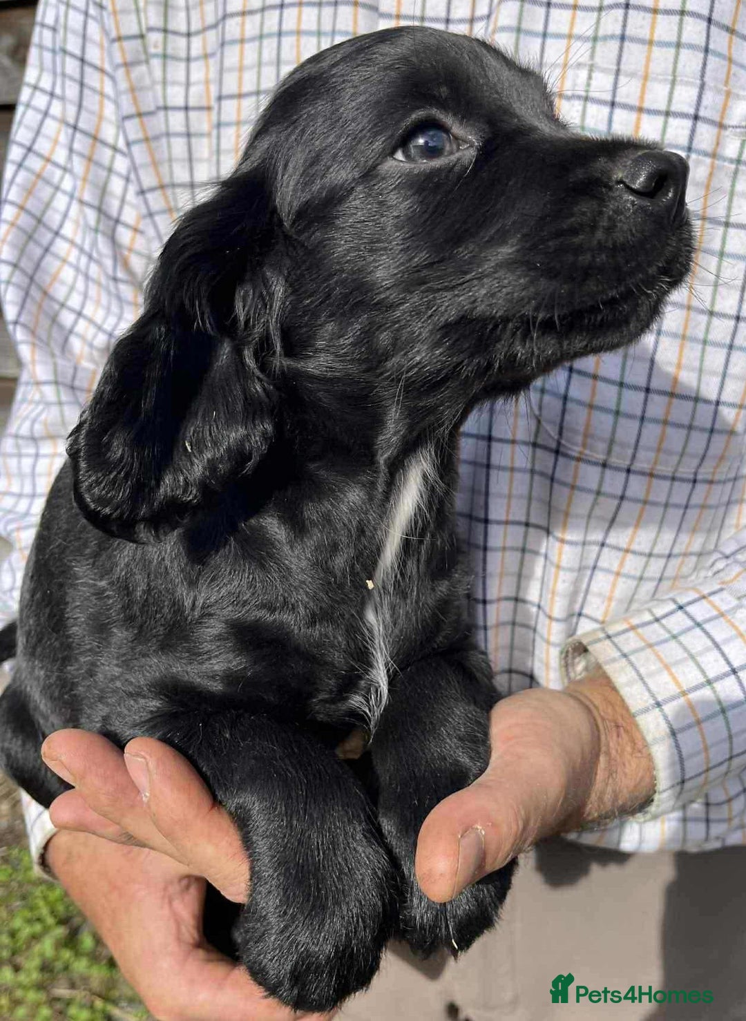 Sprocker dogs for sale: Beautiful Litter of Sprocker Spaniel Puppies - Image 2