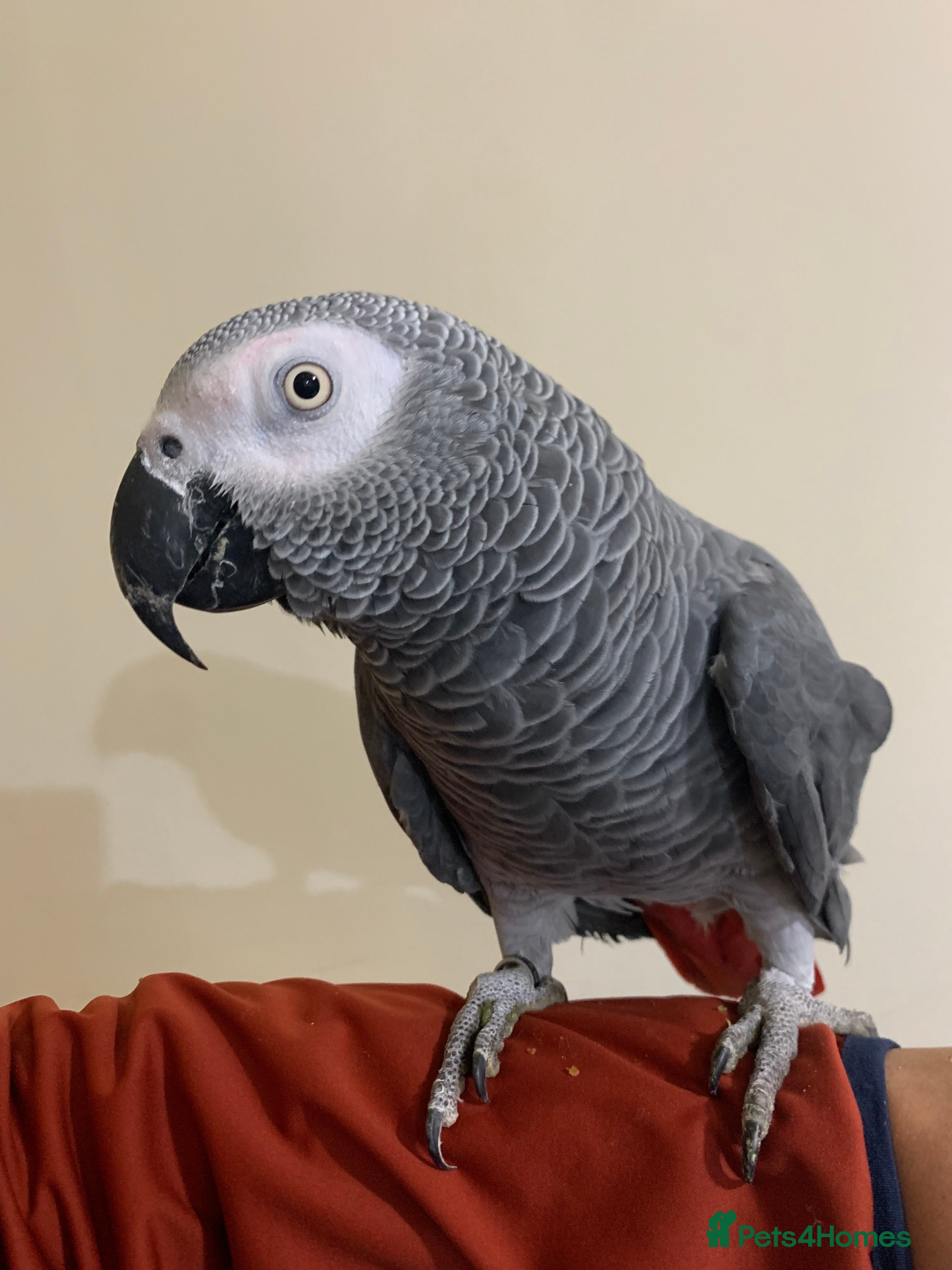 Parrots birds Tame African grey parrot set up - Advert 18