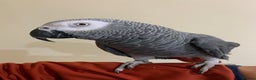 Parrots birds for sale: Tame African grey parrot set up - Advert 1