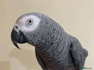 Parrots birds Tame African grey parrot set up - Advert 9