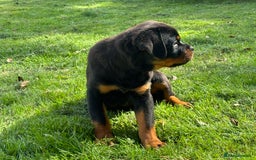 Rottweiler dogs for sale: 🏆Ready to go! By N.1 Stud in the UK METAL!!🏆 - Image 17