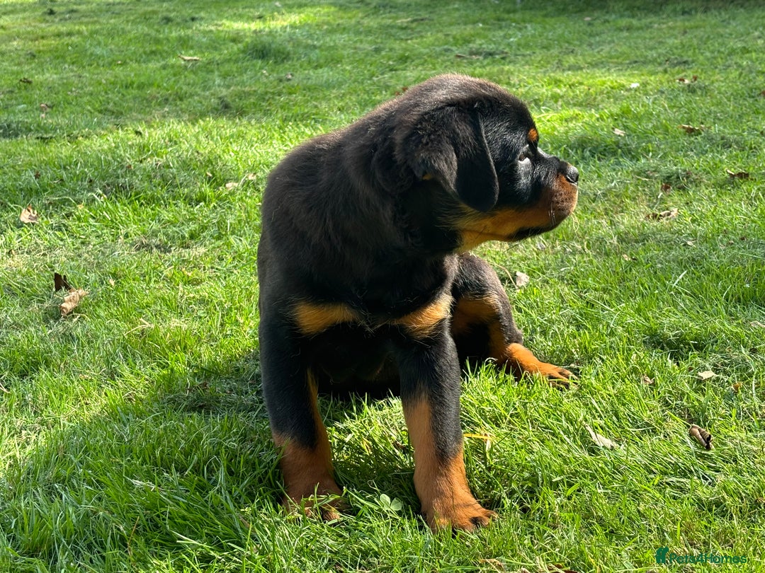 Rottweiler dogs for sale: 🏆Ready to go! By N.1 Stud in the UK METAL!!🏆 - Image 17