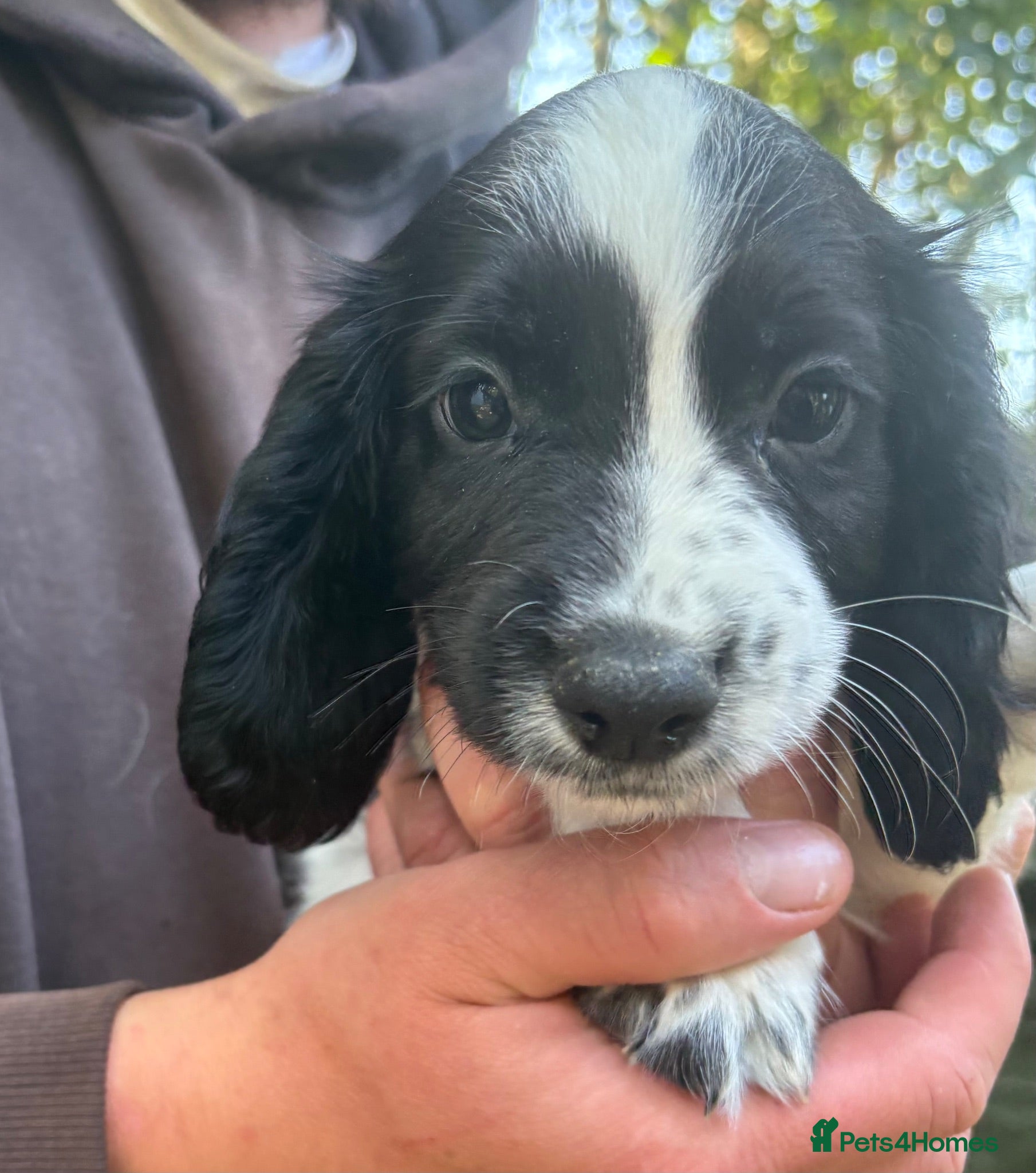 Sprocker dogs Beautiful Sprocker Puppies - Advert 9