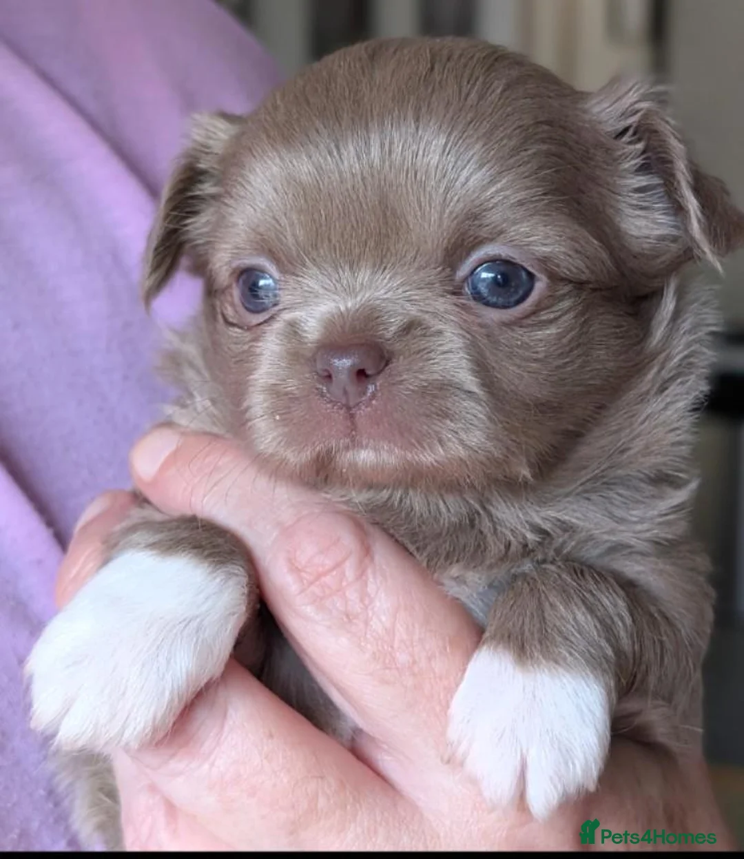 Chihuahua dogs for sale: Exquisitely colored long haired Chihuahua puppies  in Henley-in-Arden - Advert 2