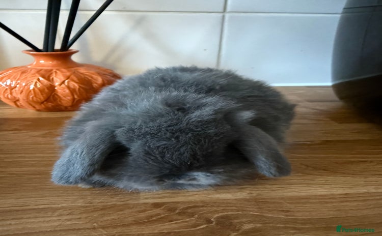 Mini Lop rabbits - Advert 3