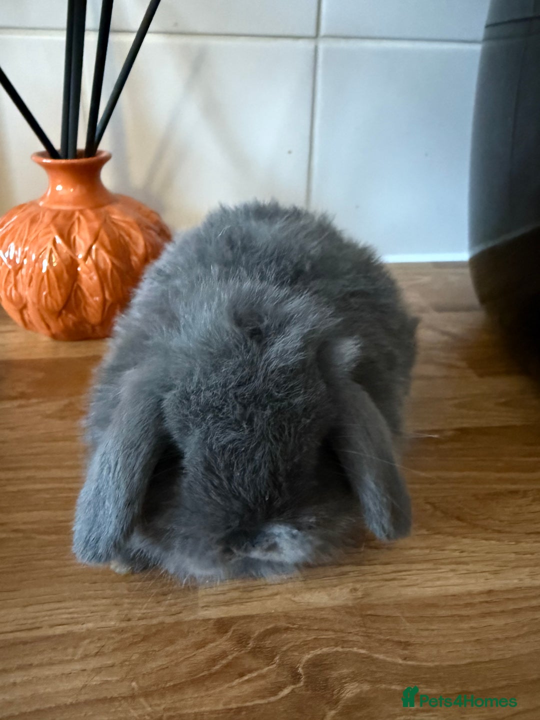 Mini Lop rabbits for sale: Mini lop bucks  - Image 1