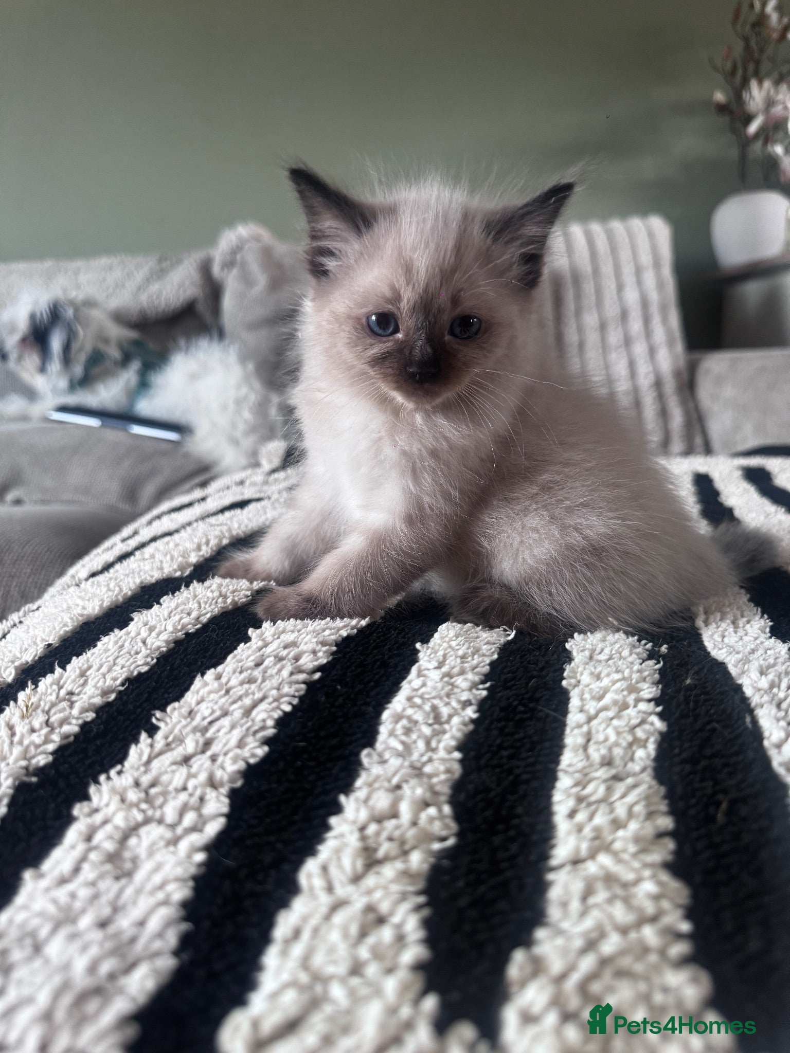 Ragdoll cats Blue ragdolls mitted ragdolls  - Advert 7