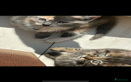 Mixed Breed cats for sale: Kitten for sale  in Slough - Image 1