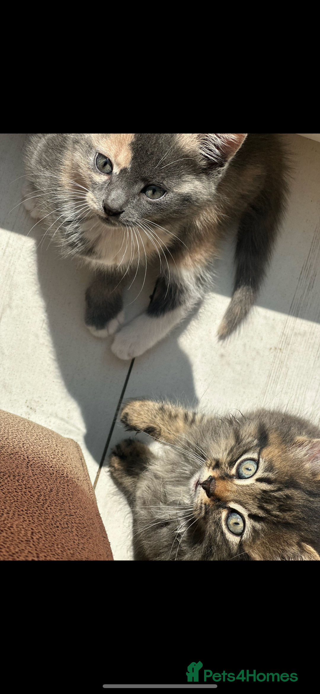 Mixed Breed cats for sale: Kitten for sale  in Slough - Image 1