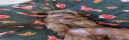 Cockapoo dogs for sale: 🌟 Superb chocolate sable cockapoo pups 🌟 in Maldon - Advert 17