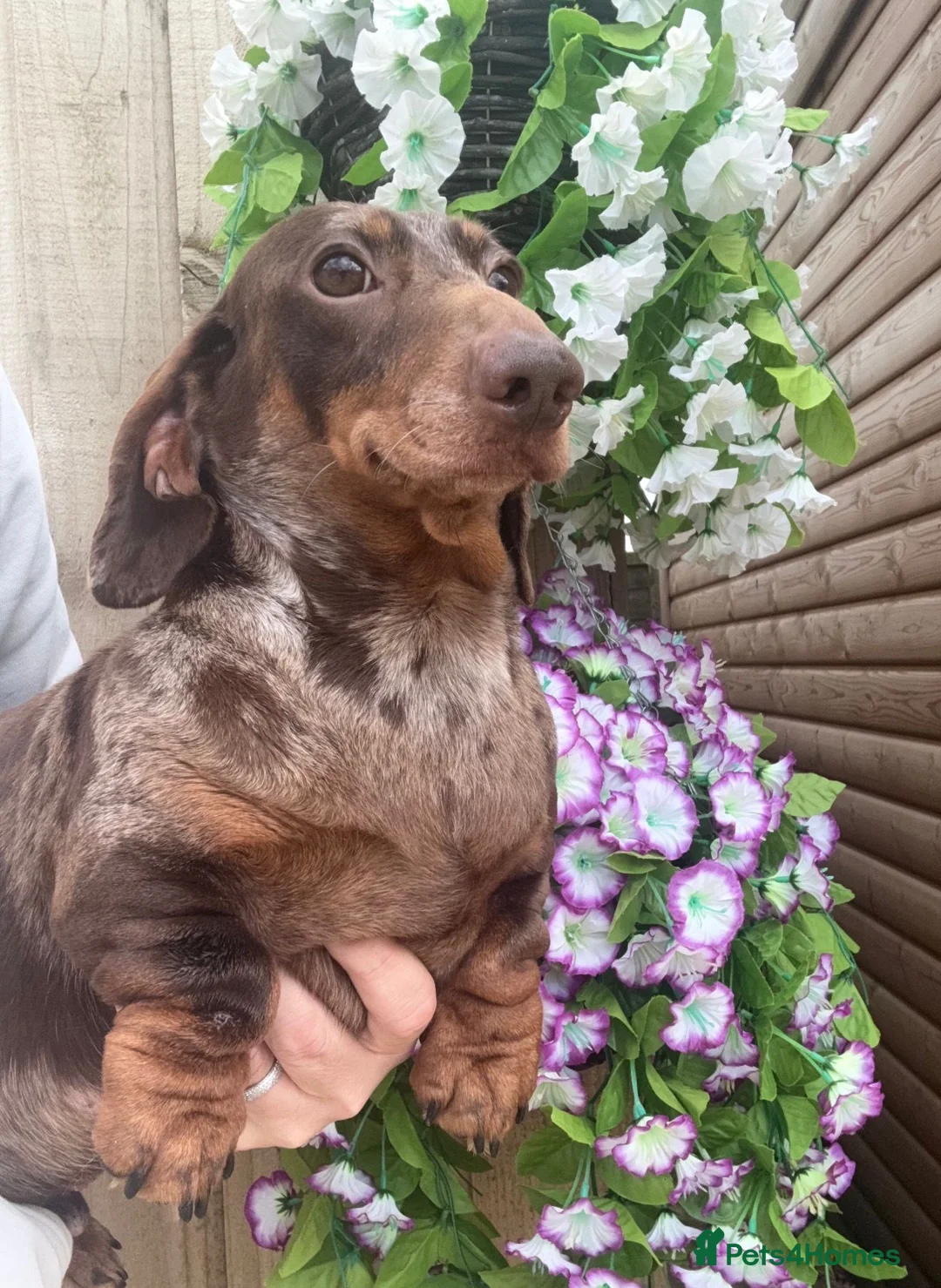 Miniature Dachshund dogs for sale: 💙Meet Archie, Our KC Chocolate Dapple boy 💙 - Advert 1