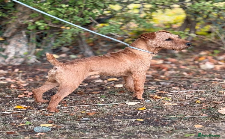 Lakeland Terrier dogs - Advert 1