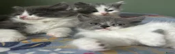 Siberian cats for sale: Pedigree Regisyered Siberian Kittens - Advert 8