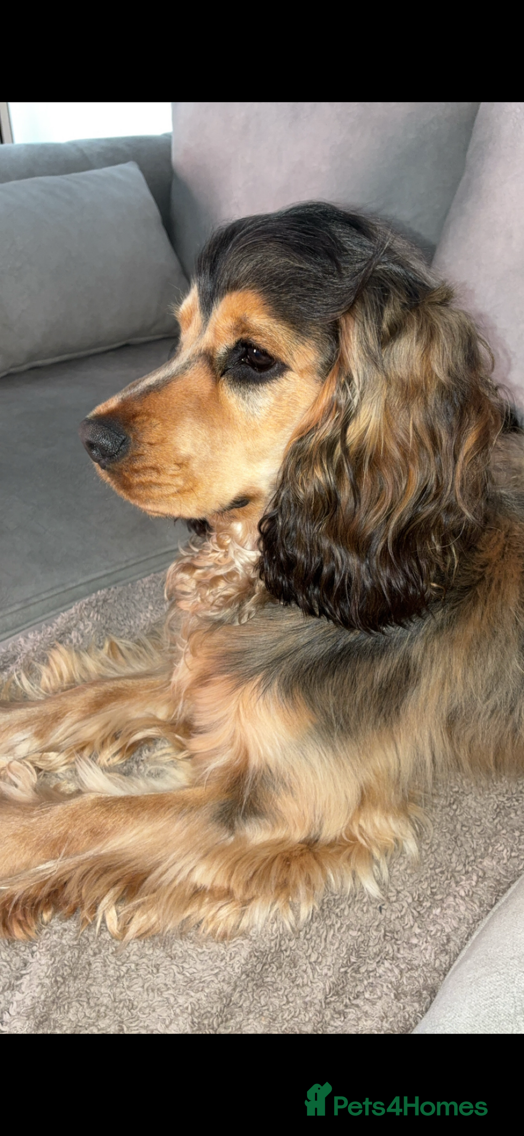 American Cocker Spaniel dogs for stud: 👑 PRINCE 👑  - Image 2