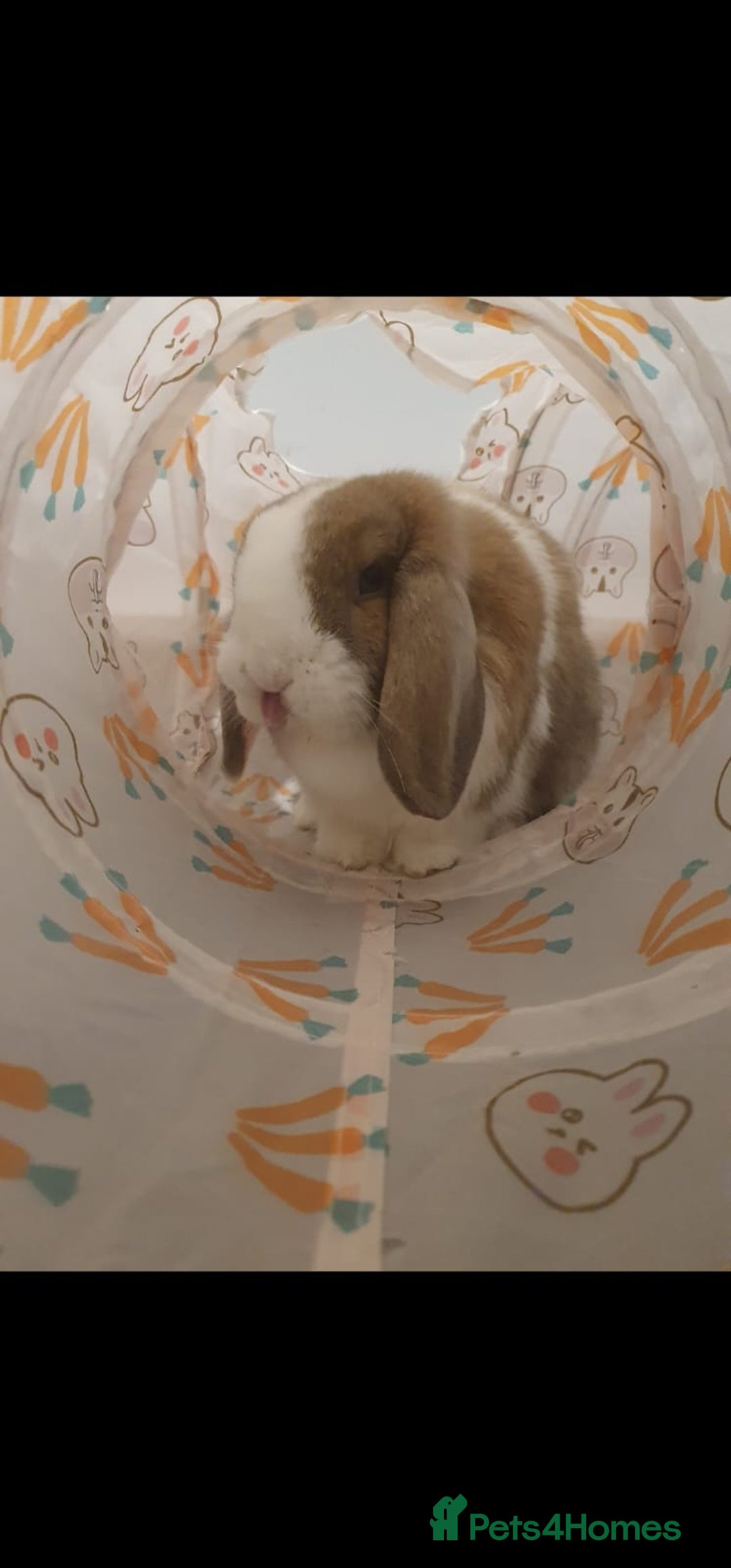 Mini Lop rabbits for sale: Lola & Frappe !!MUST GO TOGETHER!!🩷 - Advert 9