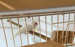 Finches birds for sale: 1 female Java and pair of gouilden  finches  - Image 6