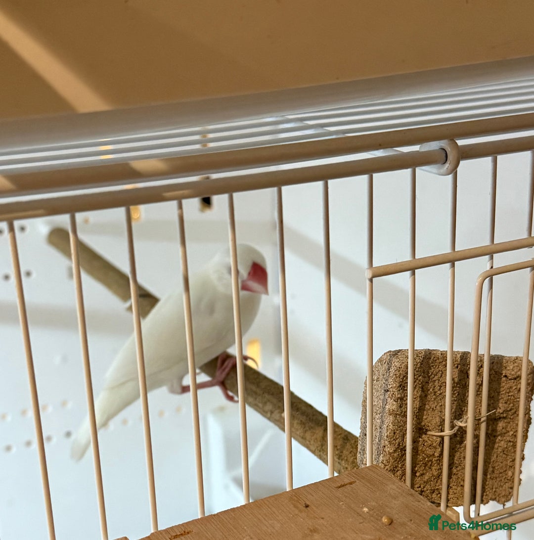 Finches birds for sale: 1 female Java and pair of gouilden  finches  - Image 6