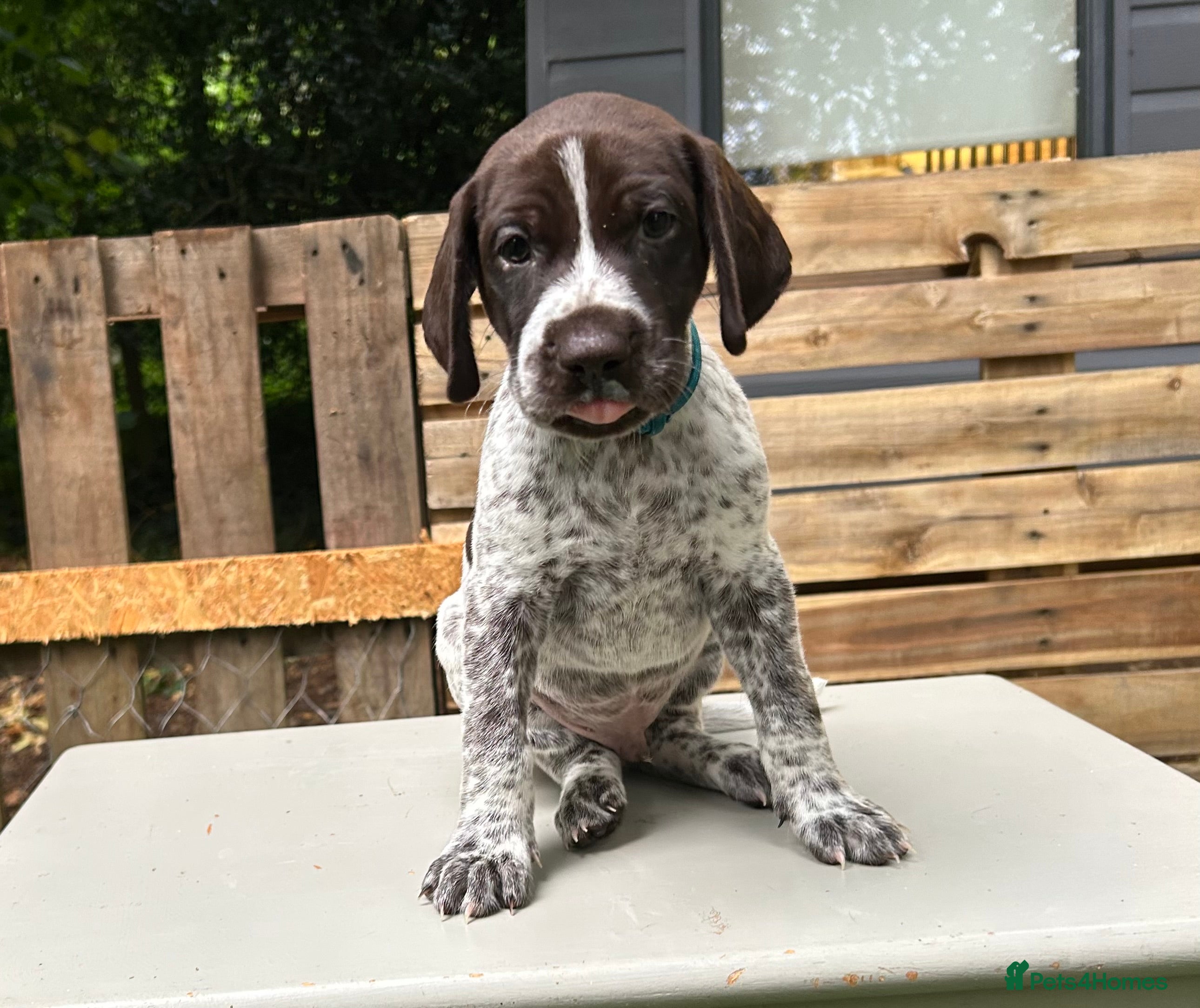 German Shorthaired Pointer dogs KC Registered German Shorthaired pointer puppies  - Advert 2