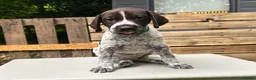 German Shorthaired Pointer dogs for sale: KC Reg GSP Pups (5 LEFT!) - Advert 7