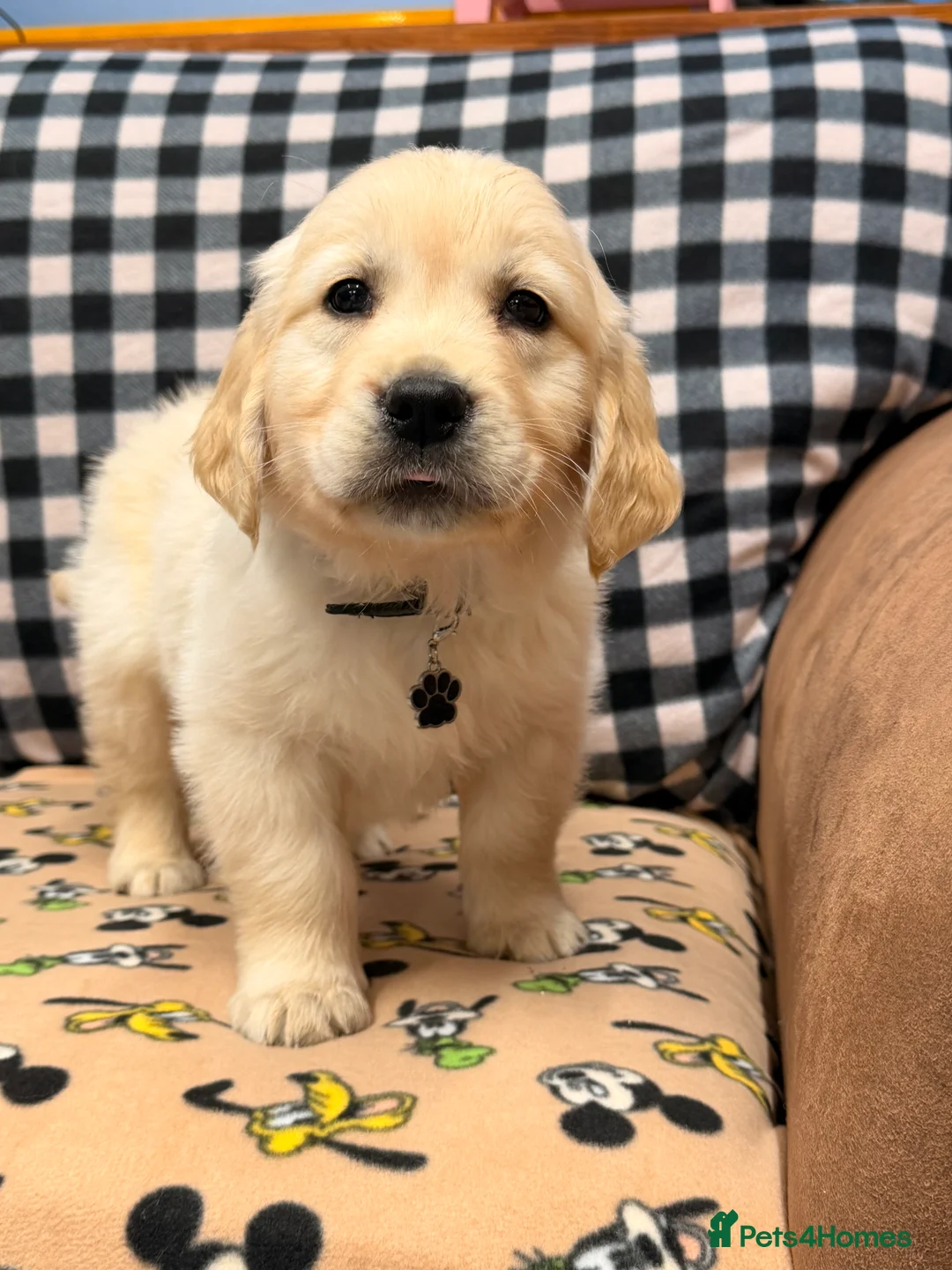 Golden Retriever dogs for sale: 🐶Fluffy bears looking for forever home💕💕 ! - Advert 7