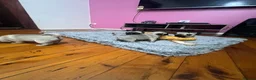 Pug dogs for sale: Quietly sleeping pug - Advert 2