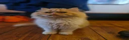 Exotic cats for sale: Persian exotic kittens ready now! - Advert 10