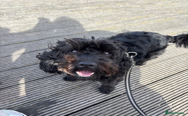 Mixed Breed dogs - Advert 1