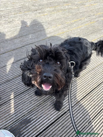 Mixed Breed dogs - Advert 1