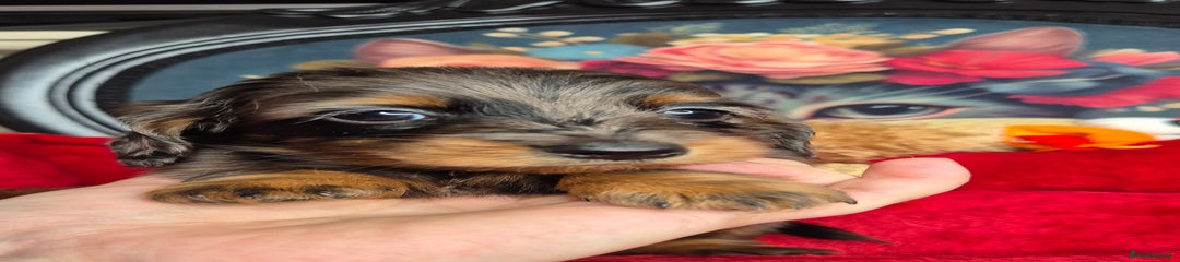 Miniature Dachshund Puppy 4
