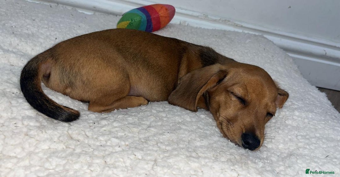 Miniature Dachshund dogs for sale: STUNNING MINIATURE PUPPPIES - Advert 3