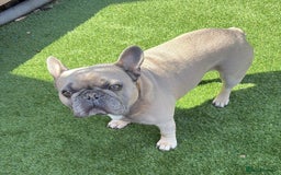 French Bulldog dogs for sale: 5* Council License breeder of 6 stunning Pups. - Image 10
