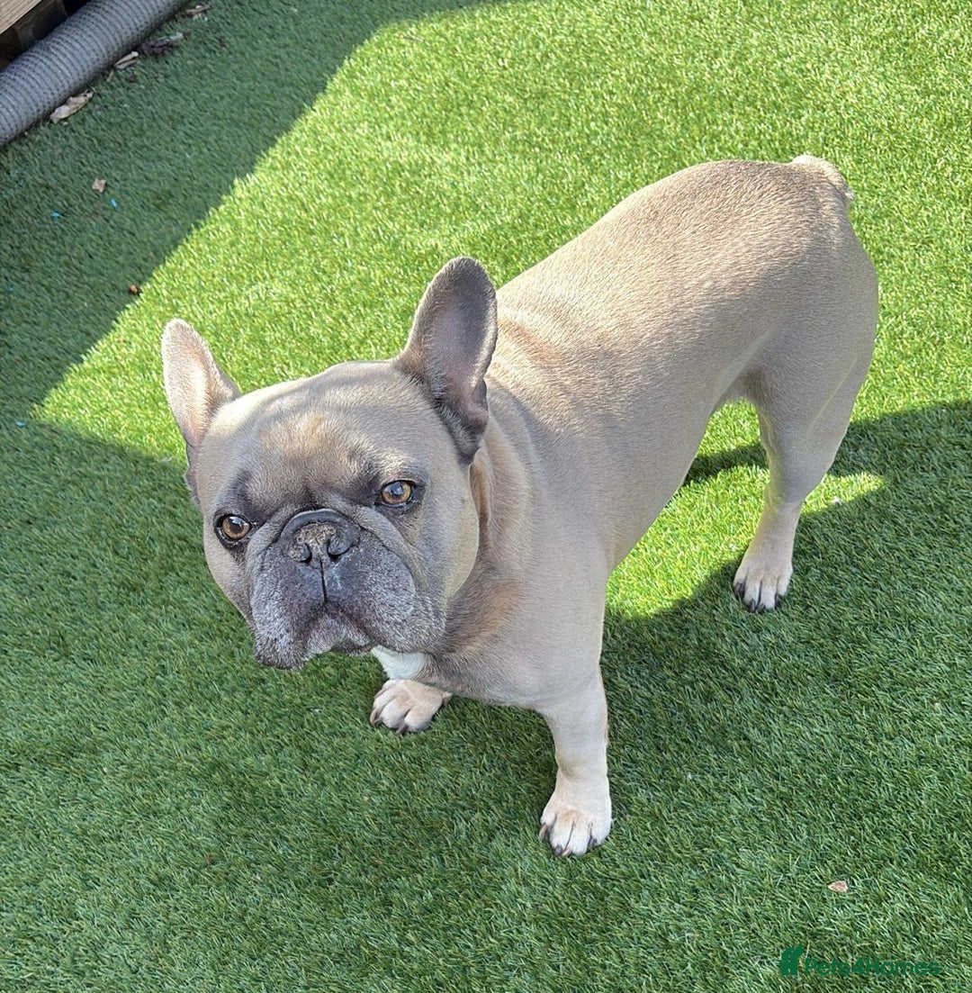 French Bulldog dogs for sale: 5* Council License breeder of 6 stunning Pups. - Image 10