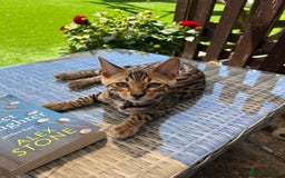 Bengal cats for sale: Bengal kittens  - Image 2