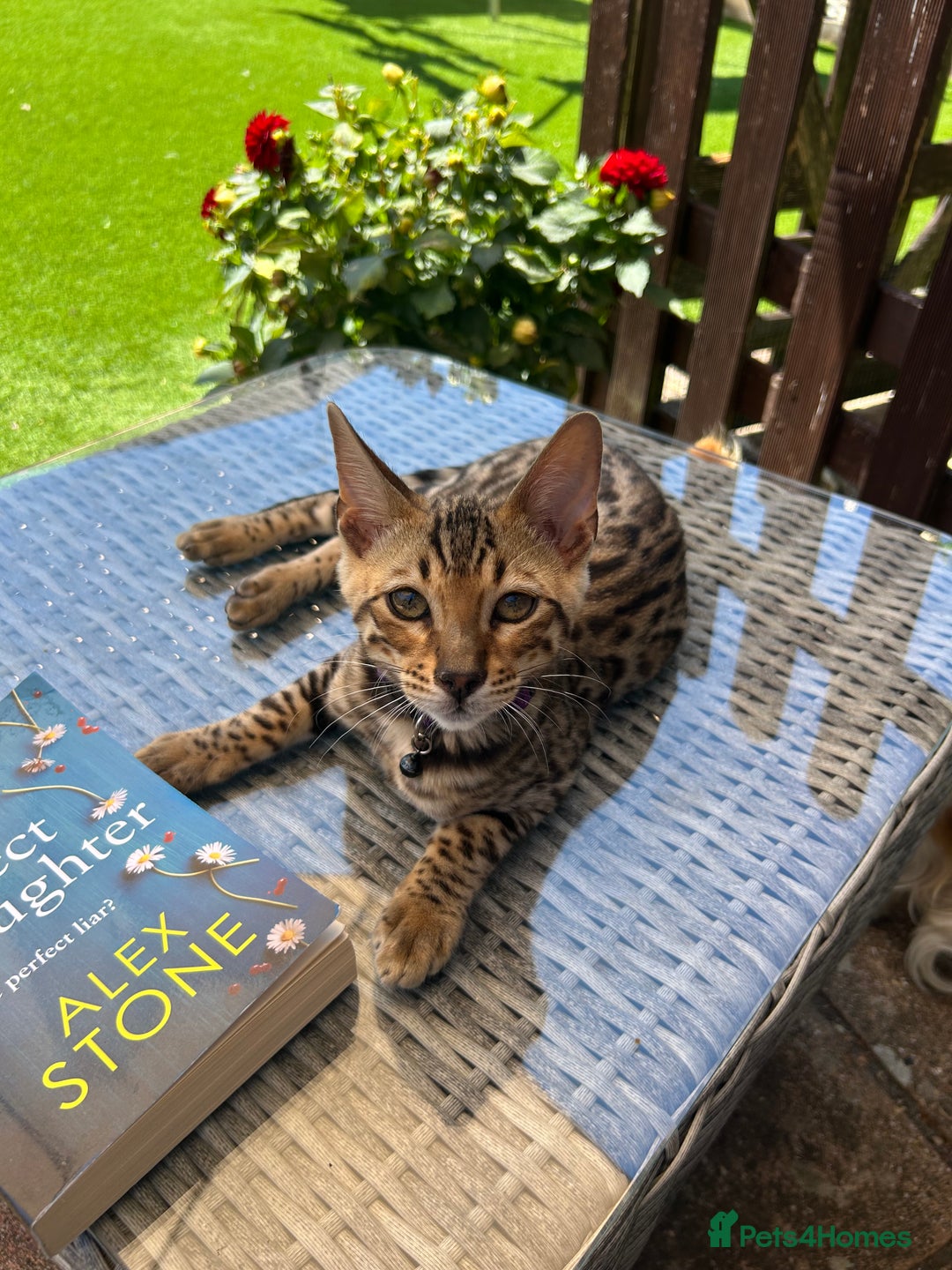 Bengal cats for sale: Bengal kittens  - Image 2