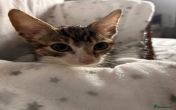 Bengal cats for sale: Bengal kittens ready now - Image 23