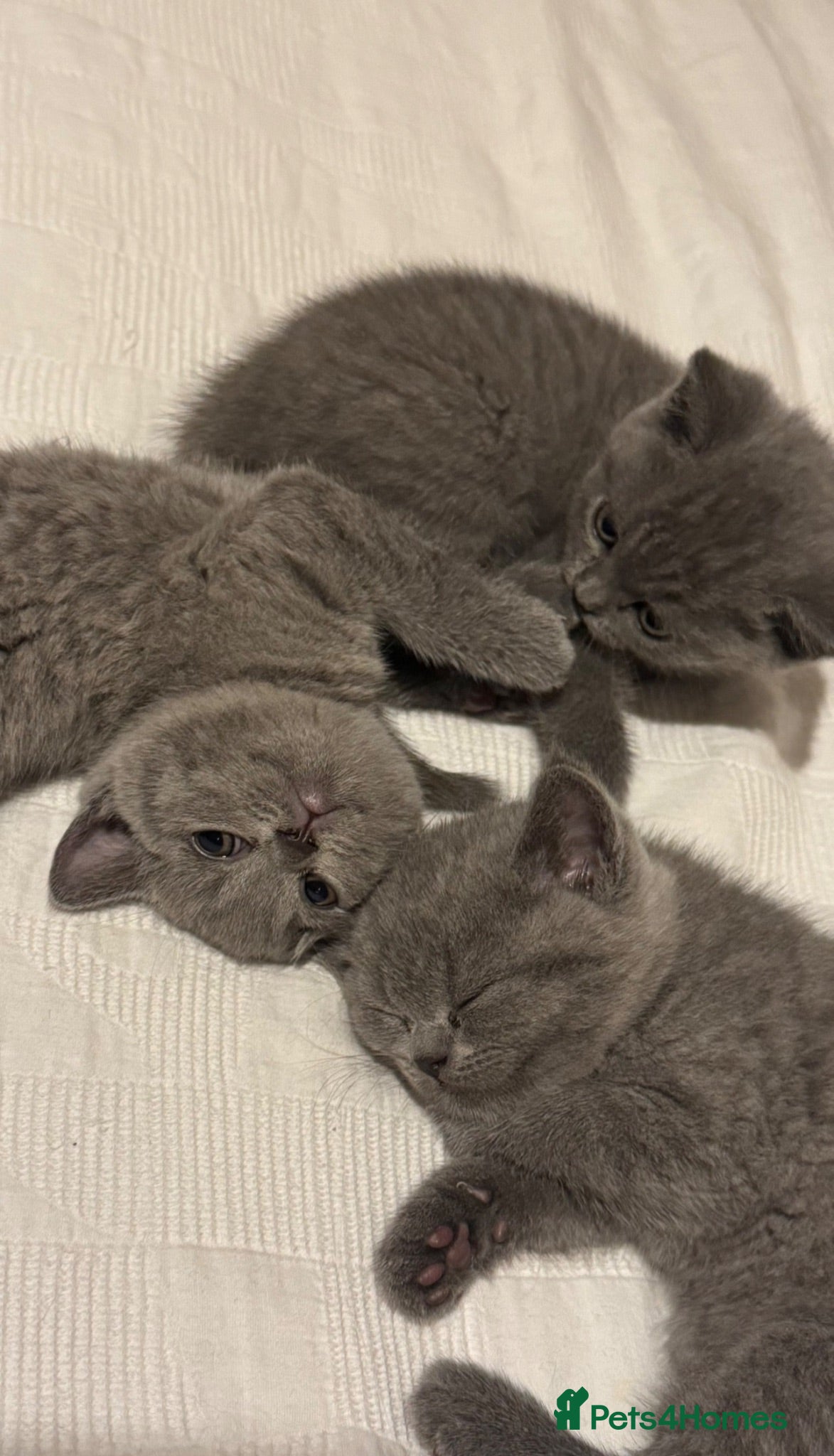 British Shorthair cats Three British Shorthair kittens - Advert 2