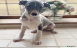 Whippet dogs for sale: Whippet puppies ready now  - Image 6