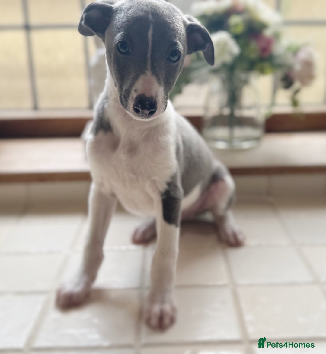 Whippet dogs for sale: Whippet puppies ready now  - Image 6