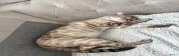 Bengal cats for sale: 🐯🩵Lynx point bengal kitten🩵🐯 in Spennymoor - Advert 2