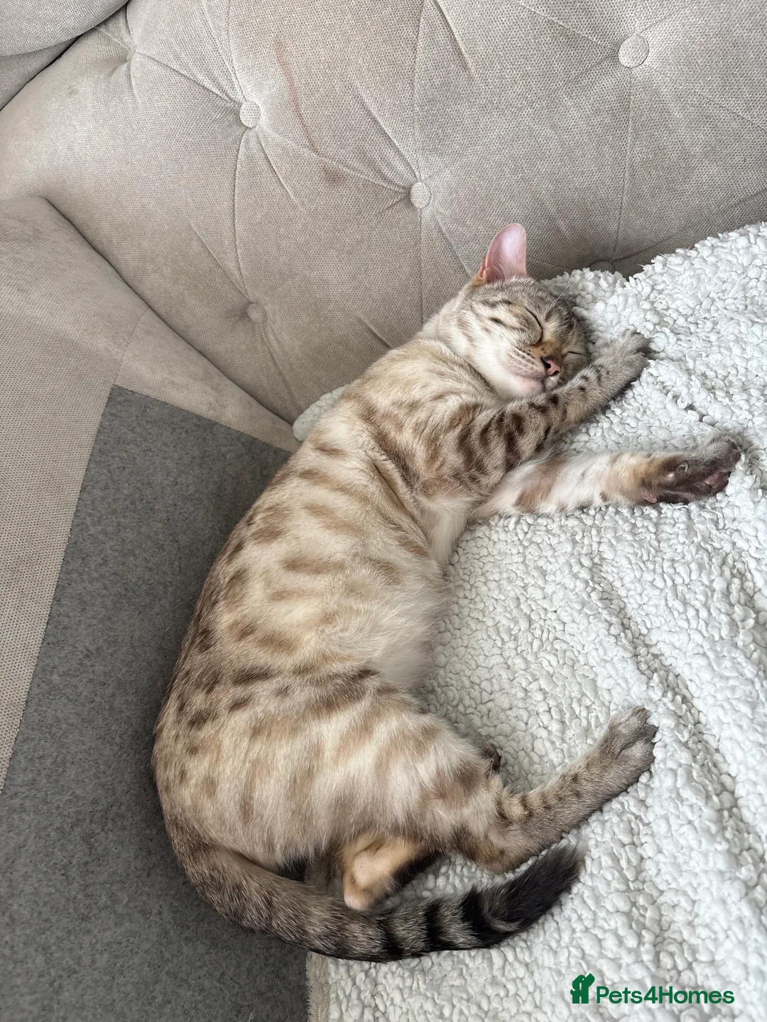 Bengal cats for sale: 🐯🩵Lynx point bengal kitten🩵🐯 in Spennymoor - Advert 2