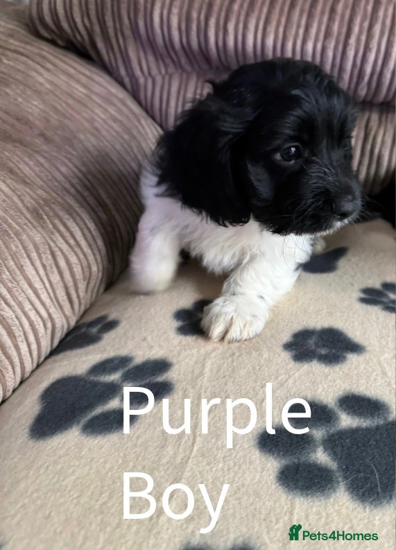 Mixed Breed dogs 8 Springer mix Puppies - Advert 2