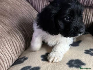 Mixed Breed dogs 8 Springer mix Puppies - Advert 5