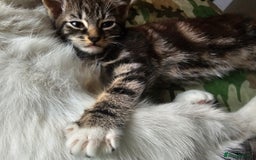 Munchkin cats for sale: Cute addorable kitten ready to leave immediately  in London - Image 2