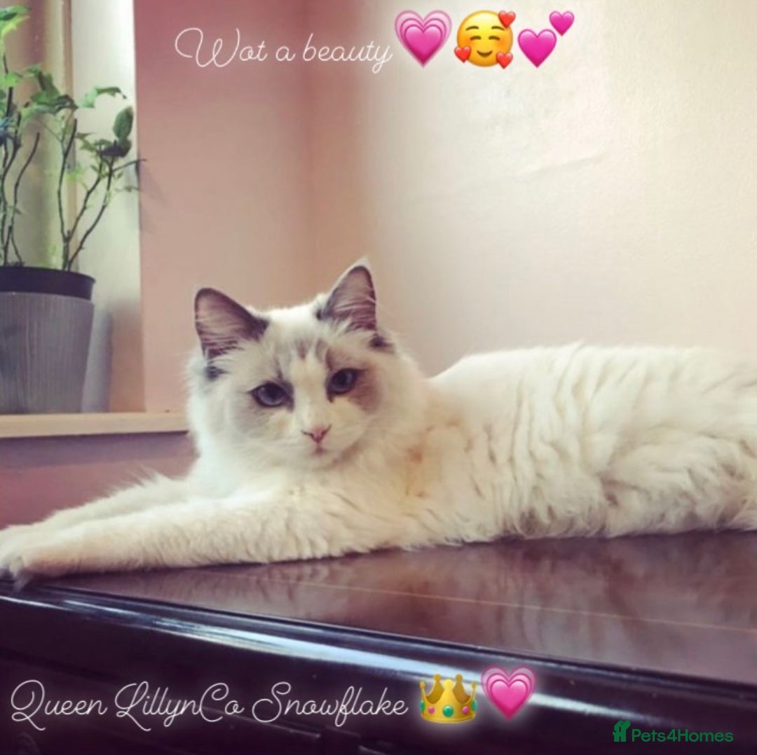 Ragdoll cats for sale: 🌟TICA🌟Champion Ragdoll🏆🏆🏆 - Image 6
