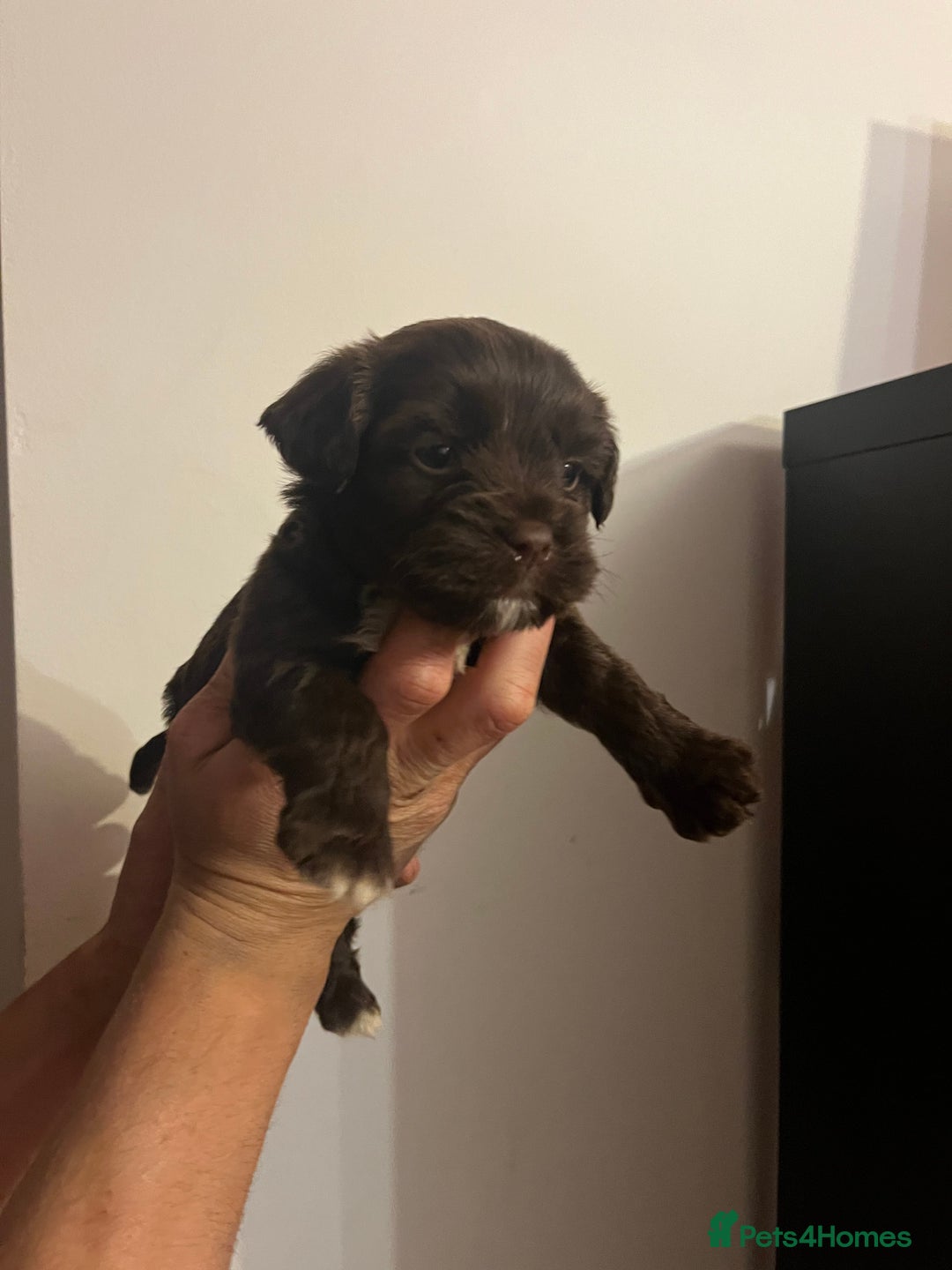 Jack Russell dogs for sale: JackRussell Puppy’s  - Image 1