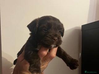 Jack Russell dogs - Advert 10