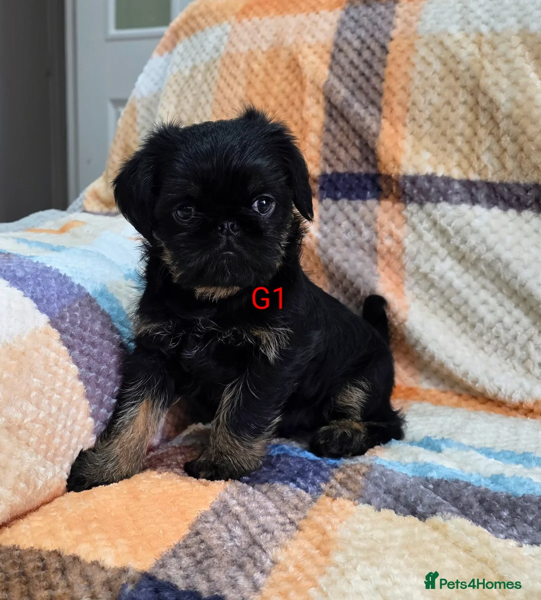 Griffon Bruxellois dogs for sale: Griffon comp - Advert 1