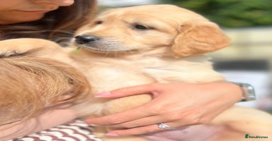 Golden Retriever dogs - Advert 4