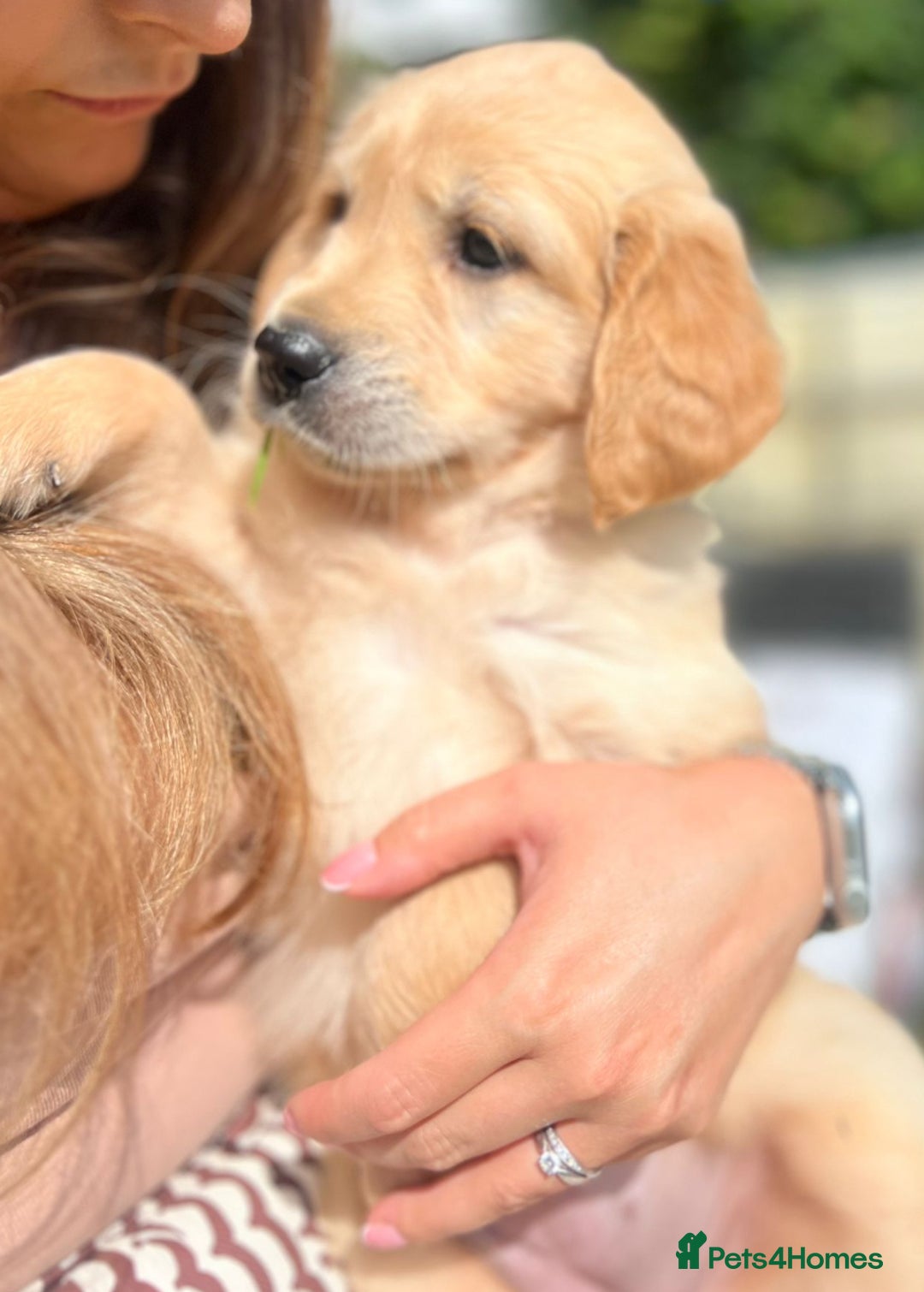 Golden Retriever dogs for sale: KC Registered Golden Retriever Puppies  - Image 2