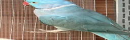 Ringnecks birds for sale: Blue Indian Ringnecks for sale - Advert 3